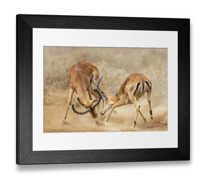 Framed Print : Two Impala (Aepyceros melampus) males fighting on dusty ground, Amboseli National Park, Kenya Framed Print : Two Impala (Aepyceros melampus) males fighting on dusty ground, Amboseli National Park, Kenya