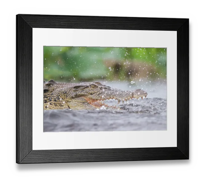 Framed Print : Estuarine crocodile (Crocodylus porosus) fishing in shallow water during monsoon rainfall, Fogg Dam Conservation Reserve, Northern Territory, Australia. March Framed Print : Estuarine crocodile (Crocodylus porosus) fishing in shallow water during monsoon rainfall, Fogg Dam Conservation Reserve, Northern Territory, Australia. March