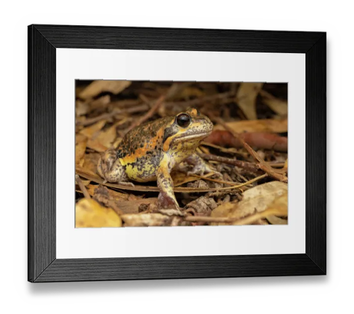 Framed Print : Eastern banjo frog (Limnodynastes dumerilii) camouflaged at night in leaf litter, riverine Eucalypt woodland, Nangiloc, Victoria, Australia Framed Print : Eastern banjo frog (Limnodynastes dumerilii) camouflaged at night in leaf litter, riverine Eucalypt woodland, Nangiloc, Victoria, Australia