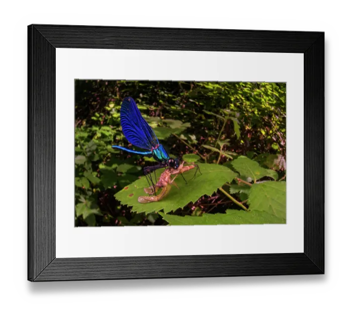 Framed Print : Beautiful demoiselle (Calopteryx virgo) feeding on Mayfly (Ephemera sp.) prey, on foliage overhanging a small stream, Genova, Italy. July Framed Print : Beautiful demoiselle (Calopteryx virgo) feeding on Mayfly (Ephemera sp.) prey, on foliage overhanging a small stream, Genova, Italy. July