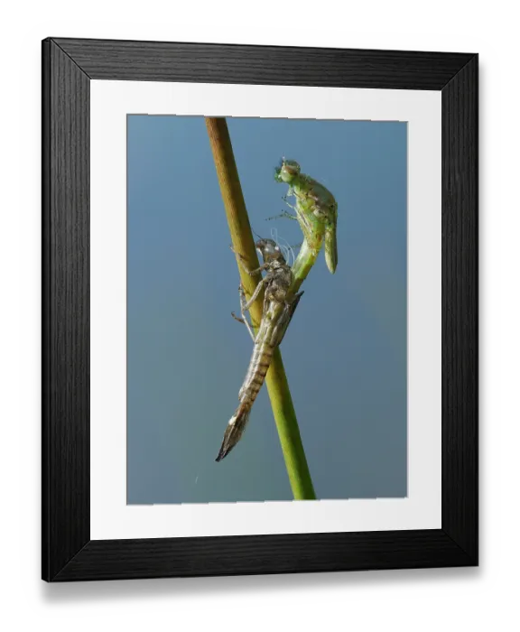 Framed Print : Azure damselfly (Coenagrion puella) emerging from larval case on Sedge stem, East Sussex, England, UK. May. Focus stacked