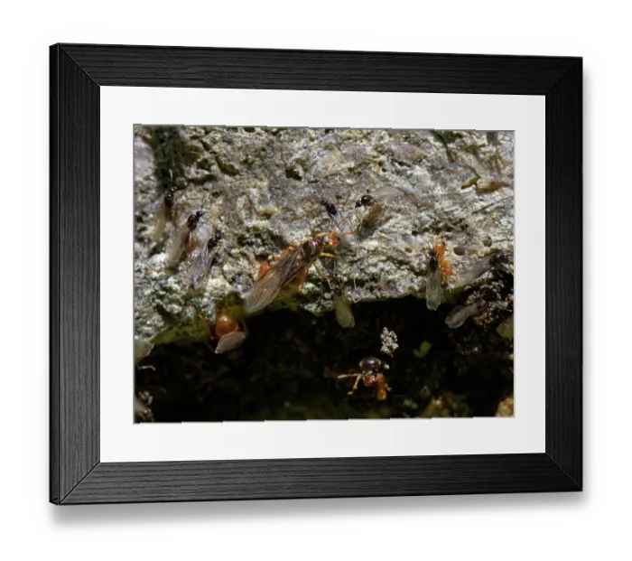 Framed Print : Yellow meadow ants (Lasius flavus), wingless orange workers, winged male alates and larger female alates or queens gathering on a stone garden wall on a warm summer day Framed Print : Yellow meadow ants (Lasius flavus), wingless orange workers, winged male alates and larger female alates or queens gathering on a stone garden wall on a warm summer day