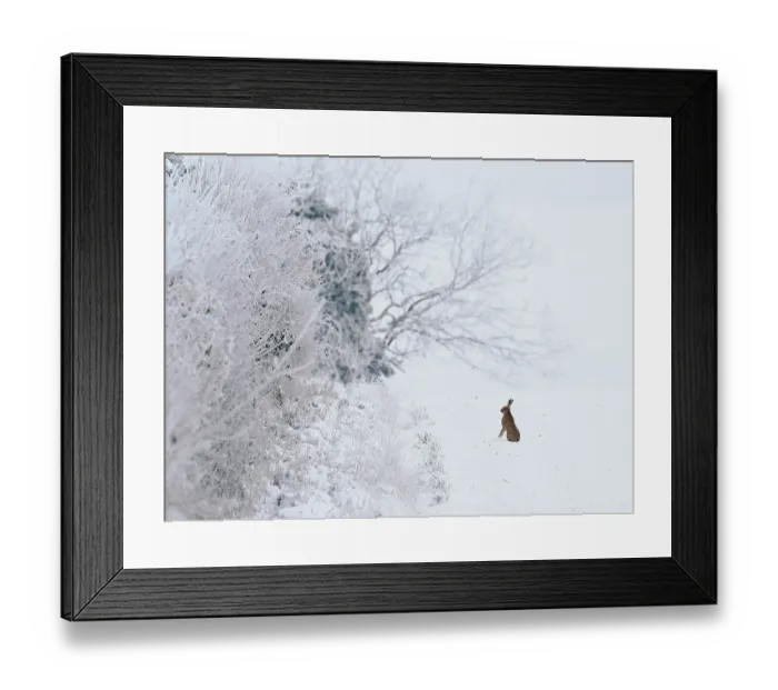Framed Print : Brown hare (Lepus europaeus) sitting alert in snow, Hertfordshire, England, UK. December
