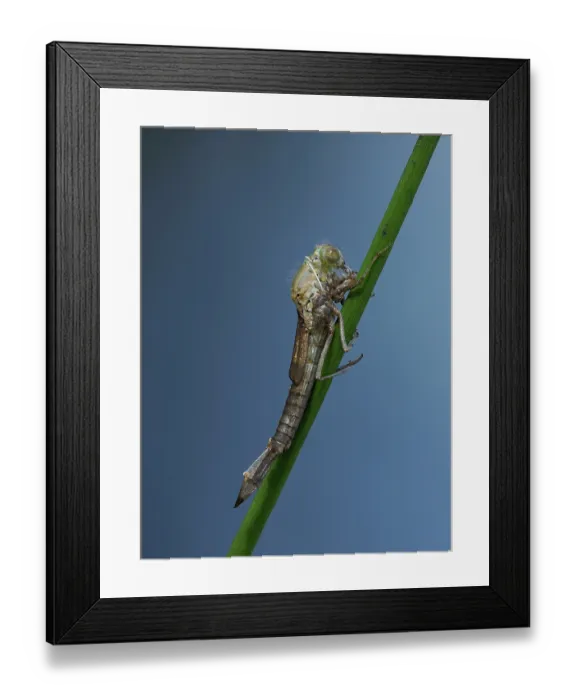 Framed Print : Azure damselfly (Coenagrion puella) emerging from larval case on Sedge stem, East Sussex, England, UK. May. Focus stacked