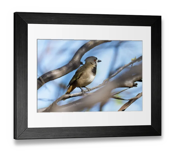 Framed Print : Crested bellbird (Oreoica gutturalis) perched on branch, Hattah, Victoria, Australia Framed Print : Crested bellbird (Oreoica gutturalis) perched on branch, Hattah, Victoria, Australia