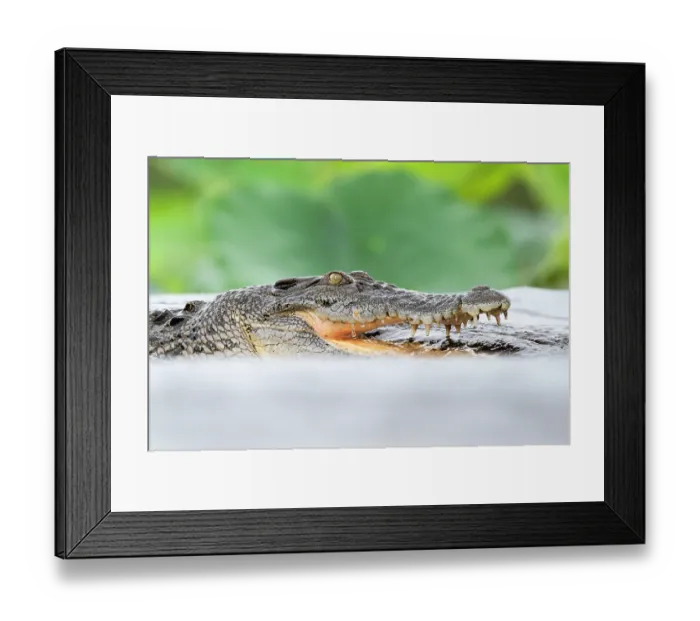 Framed Print : Estuarine crocodile (Crocodylus porosus) fishing in shallow water, Fogg Dam Conservation Reserve, Northern Territory, Australia Framed Print : Estuarine crocodile (Crocodylus porosus) fishing in shallow water, Fogg Dam Conservation Reserve, Northern Territory, Australia