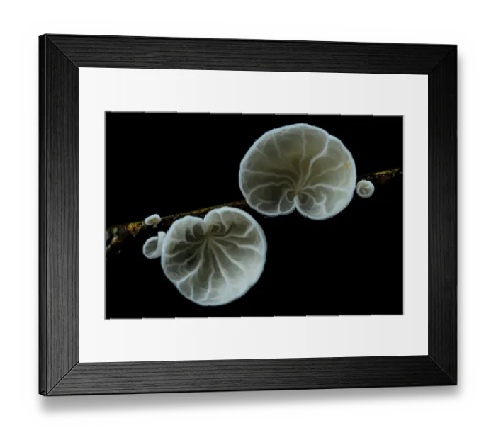 Framed Print : Campanella fungus sprouting from a rotten stem in the Malagasy rainforest, Ranomafana National Park, Madagascar Framed Print : Campanella fungus sprouting from a rotten stem in the Malagasy rainforest, Ranomafana National Park, Madagascar