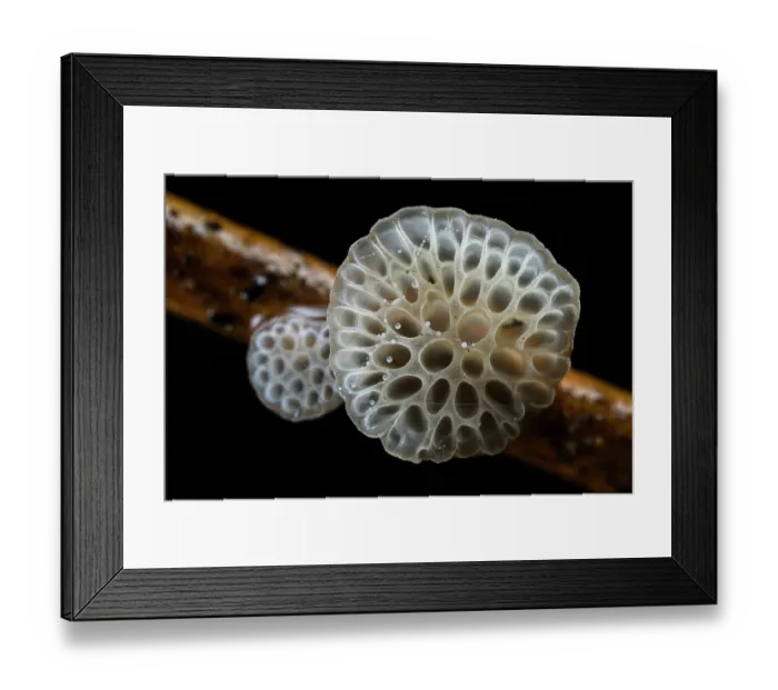 Framed Print : Mushroom (Favolaschia sp.) growing on rotten branch, Ranomafana National Park, Madagascar Framed Print : Mushroom (Favolaschia sp.) growing on rotten branch, Ranomafana National Park, Madagascar