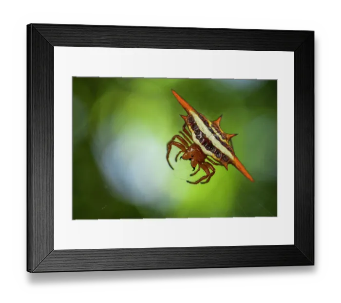 Framed Print : Thorn spider (Gasteracantha versicolor formosa) hanging down from its web under a tree in the forest, Ranomafana National Park, Madagascar Framed Print : Thorn spider (Gasteracantha versicolor formosa) hanging down from its web under a tree in the forest, Ranomafana National Park, Madagascar