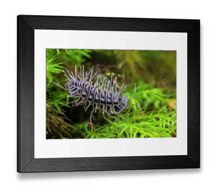 Framed Print : Spiny terrestrial isopod (Calmanesia sp.) crawling among mosses on a fallen trunk, Mantadia National Park, Madagascar Framed Print : Spiny terrestrial isopod (Calmanesia sp.) crawling among mosses on a fallen trunk, Mantadia National Park, Madagascar
