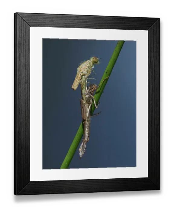 Framed Print : Azure damselfly (Coenagrion puella) emerging from larval case on Sedge stem, East Sussex, England, UK. May. Focus stacked Framed Print : Azure damselfly (Coenagrion puella) emerging from larval case on Sedge stem, East Sussex, England, UK. May. Focus stacked
