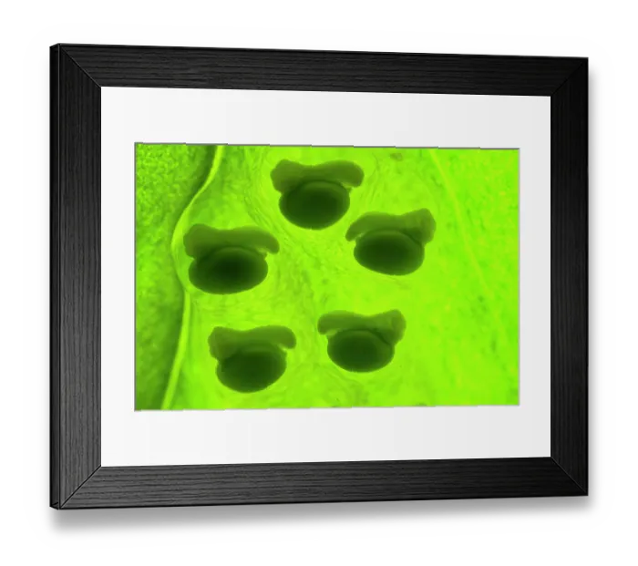 Framed Print : Five Lemur leaf frog (Agalychnis lemur) embryos developing inside their eggs capsules. Captive, occurs in Central America. Critically endangered