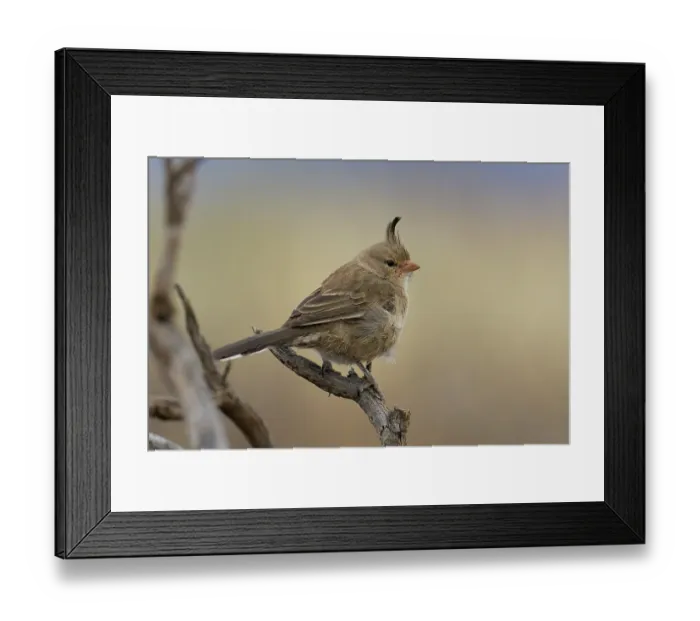 Framed Print : Chirruping wedgebill (Psophodes cristatus) perched on branch in Saltbush shrubland, Manna Hill, South Australia Framed Print : Chirruping wedgebill (Psophodes cristatus) perched on branch in Saltbush shrubland, Manna Hill, South Australia