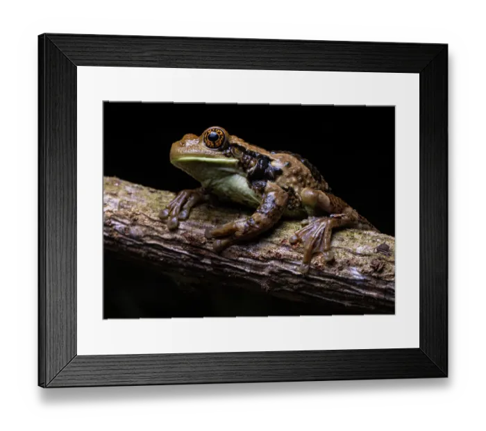 Framed Print : Veined tree frog (Trachycephalus typhonius) resting on branch, La Libertad, Peten, Guatemala Framed Print : Veined tree frog (Trachycephalus typhonius) resting on branch, La Libertad, Peten, Guatemala