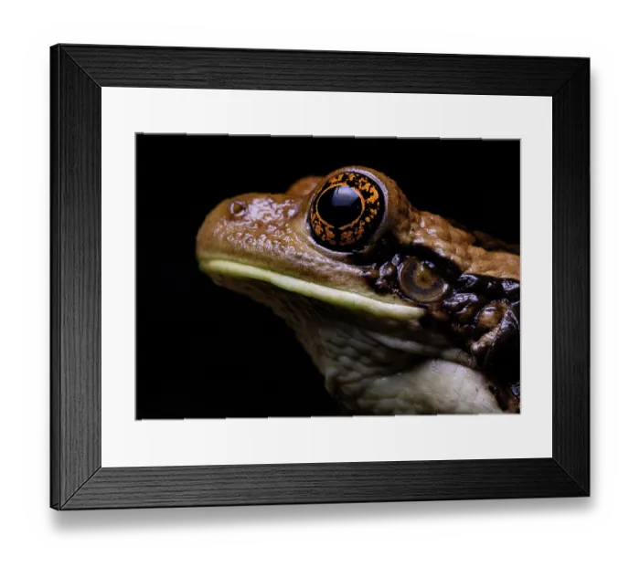Framed Print : Veined tree frog (Trachycephalus typhonius) head portrait, La Libertad, Peten, Guatemala