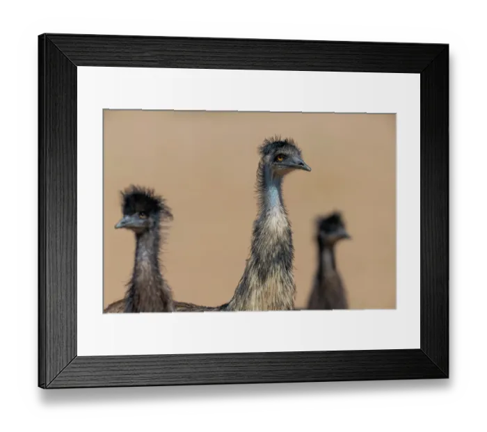 Framed Print : Emu (Dromaius novaehollandiae) male with two large chicks, head portrait, Thargomindah, Queensland