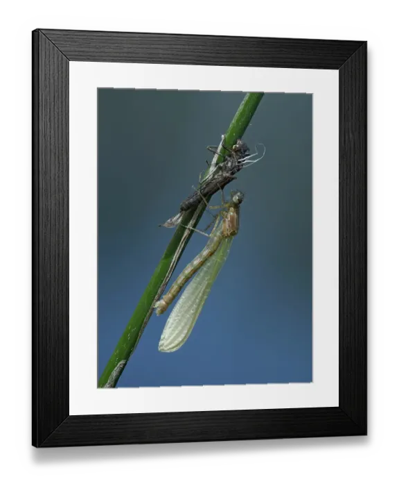 Framed Print : Azure damselfly (Coenagrion puella) adult 20 minutes after emerging from larval case on Sedge stem, East Sussex, England, UK. May. Focus stacked Framed Print : Azure damselfly (Coenagrion puella) adult 20 minutes after emerging from larval case on Sedge stem, East Sussex, England, UK. May. Focus stacked