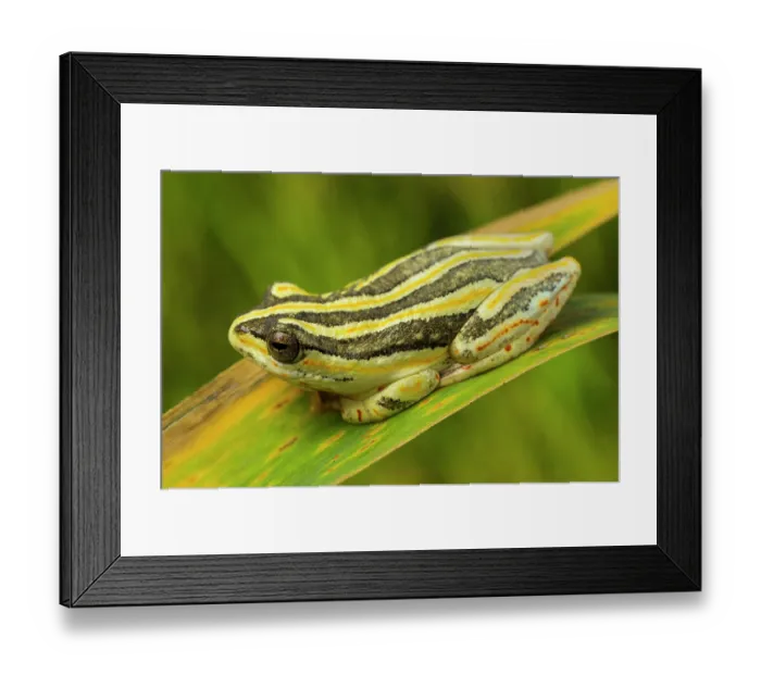 Framed Print : Marbled reed frog (Hyperolius marmoratus) resting on reeds, Klaserie reserve, South Africa Framed Print : Marbled reed frog (Hyperolius marmoratus) resting on reeds, Klaserie reserve, South Africa