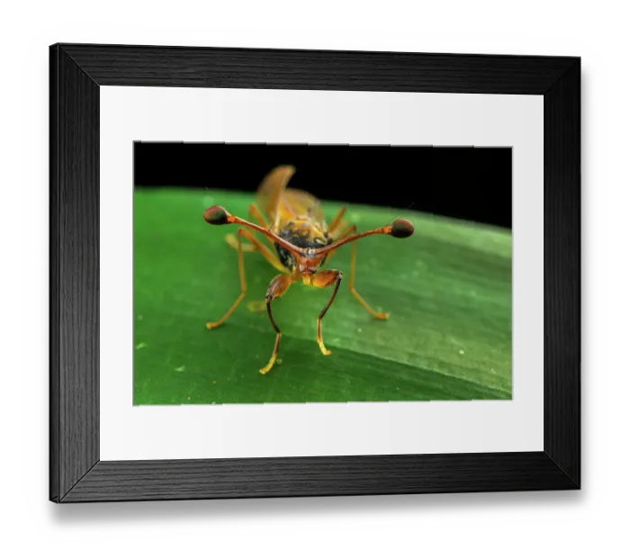 Framed Print : Stalk-eyed fly (Diopsidae) male, portrait, Kibale National Park, Uganda