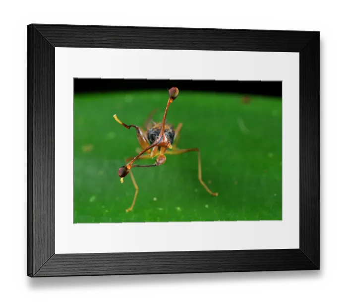 Framed Print : Stalk-eyed fly (Diopsidae) male, cleaning its incredibly long eye-stalks using its front legs, Kibale National Park, Uganda Framed Print : Stalk-eyed fly (Diopsidae) male, cleaning its incredibly long eye-stalks using its front legs, Kibale National Park, Uganda