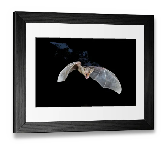 Framed Print : Ghost bat (Macroderma gigas) in flight, returning to a natural cave roost in the early hours of the morning Framed Print : Ghost bat (Macroderma gigas) in flight, returning to a natural cave roost in the early hours of the morning