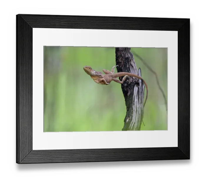Framed Print : Frill-necked dragon (Chlamydosaurus kingii) gravid female, leaping from a high perch to capture invertebrate prey, Adelaide River Hills, Northern Territory, Australia Framed Print : Frill-necked dragon (Chlamydosaurus kingii) gravid female, leaping from a high perch to capture invertebrate prey, Adelaide River Hills, Northern Territory, Australia