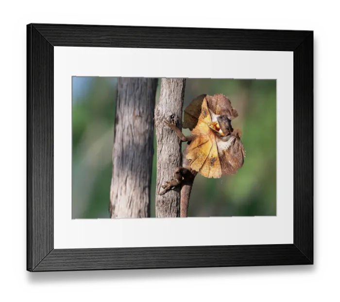 Framed Print : Frill-necked dragon (Chlamydosaurus kingii) male, performing territorial display on a Darwin stringybark tree (Eucalyptus tetrodonta), Adelaide River Hills, Northern Territory Framed Print : Frill-necked dragon (Chlamydosaurus kingii) male, performing territorial display on a Darwin stringybark tree (Eucalyptus tetrodonta), Adelaide River Hills, Northern Territory