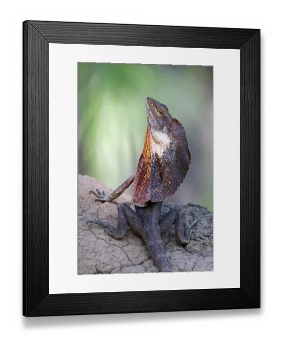 Framed Print : Frill-necked dragon (Chlamydosaurus kingii) male, looking for prey from top of a termite mound, Adelaide River Hills, Northern Territory, Australia Framed Print : Frill-necked dragon (Chlamydosaurus kingii) male, looking for prey from top of a termite mound, Adelaide River Hills, Northern Territory, Australia