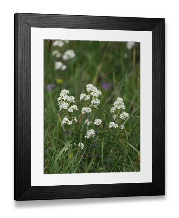 Framed Print : Northern bedstraw (Galium boreale) in flower, Upper Teesdale, County Durham, England, UK. June Framed Print : Northern bedstraw (Galium boreale) in flower, Upper Teesdale, County Durham, England, UK. June