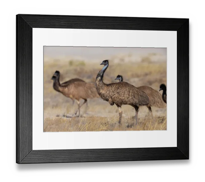 Framed Print : Group of Emus (Dromaius novaehollandiae) male with large chicks, walking over grassland, Thargomindah, Queensland, Australia Framed Print : Group of Emus (Dromaius novaehollandiae) male with large chicks, walking over grassland, Thargomindah, Queensland, Australia