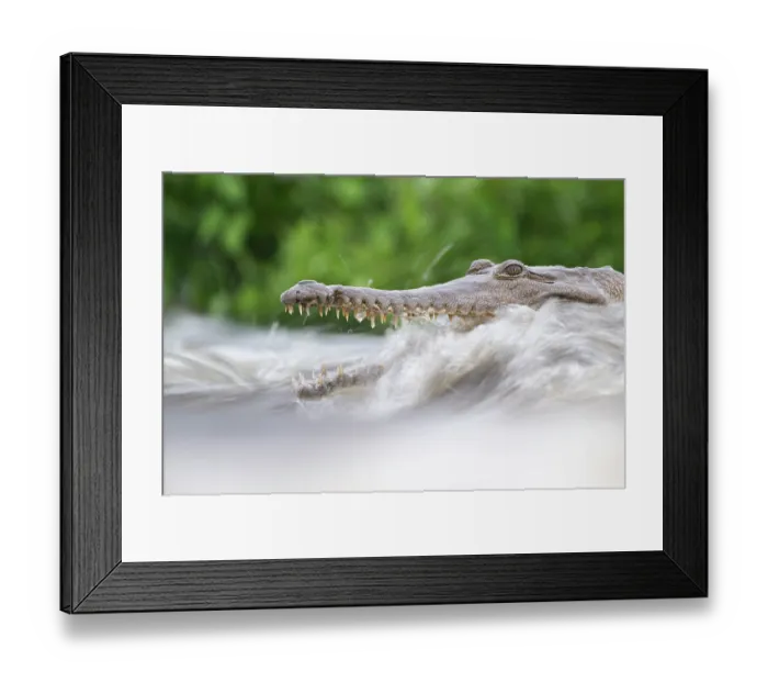 Framed Print : Freshwater crocodile (Crocodylus johnstoni) catching fish in fast flowing river, Adelaide River, Fogg Dam Conservation Reserve, Northern Territory, Australia Framed Print : Freshwater crocodile (Crocodylus johnstoni) catching fish in fast flowing river, Adelaide River, Fogg Dam Conservation Reserve, Northern Territory, Australia