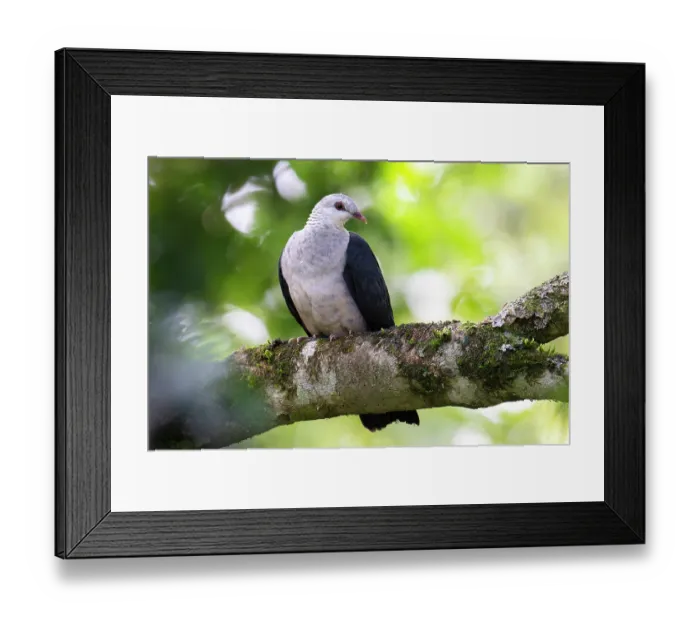 Framed Print : White-headed pigeon (Columba leucomela) perched on branch, Wet Tropics World Heritage, Lake Eacham, Queensland, Australia Framed Print : White-headed pigeon (Columba leucomela) perched on branch, Wet Tropics World Heritage, Lake Eacham, Queensland, Australia