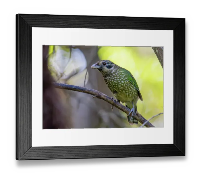 Framed Print : Spotted catbird (Ailuroedus melanotis) perched on branch, Wet Tropics World Heritage area, Lake Eacham, Queensland, Australia Framed Print : Spotted catbird (Ailuroedus melanotis) perched on branch, Wet Tropics World Heritage area, Lake Eacham, Queensland, Australia