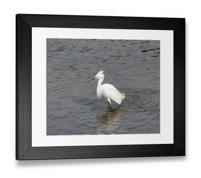 Framed Print : Snowy egret (Egretta thula) standing in shallow water, Moss Landing area, Monterey County, California, USA. February Framed Print : Snowy egret (Egretta thula) standing in shallow water, Moss Landing area, Monterey County, California, USA. February