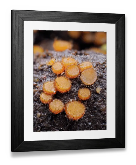 Framed Print : Eyelash cup fungi (Cheilymenia stercorea) on cow dung, Buckinghamshire, England, UK. March. Focus stacked