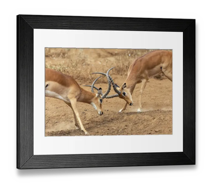 Framed Print : Two Impala (Aepyceros melampus) males fighting on dusty ground, Amboseli National Park, Kenya Framed Print : Two Impala (Aepyceros melampus) males fighting on dusty ground, Amboseli National Park, Kenya