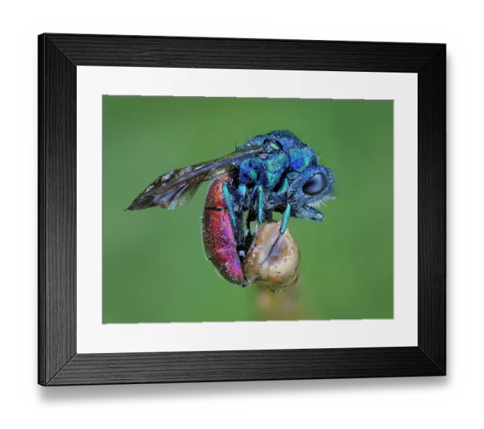 Framed Print : Cuckoo wasp (Chrysis ignita) sleeping wrapped around plant stem at dawn, Hertfordshire, England, UK. May. Focus stacked