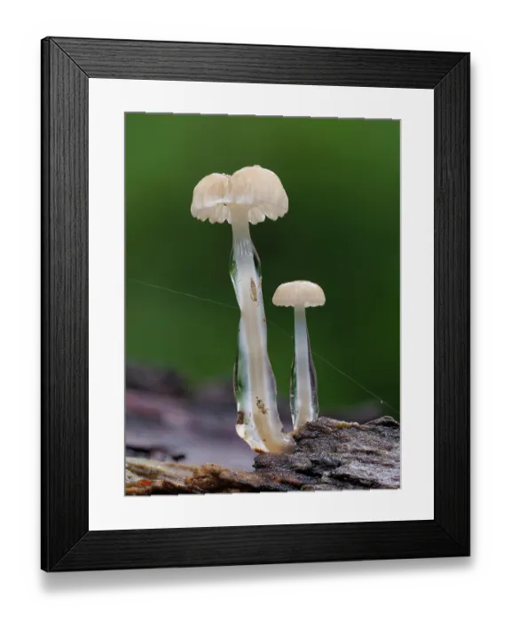 Framed Print : Dripping bonnet (Roridomyces roridus) fungi with trapped Springtails and Collembola in gel on stems, Hertfordshire, England, UK. November. Focus stacked Framed Print : Dripping bonnet (Roridomyces roridus) fungi with trapped Springtails and Collembola in gel on stems, Hertfordshire, England, UK. November. Focus stacked