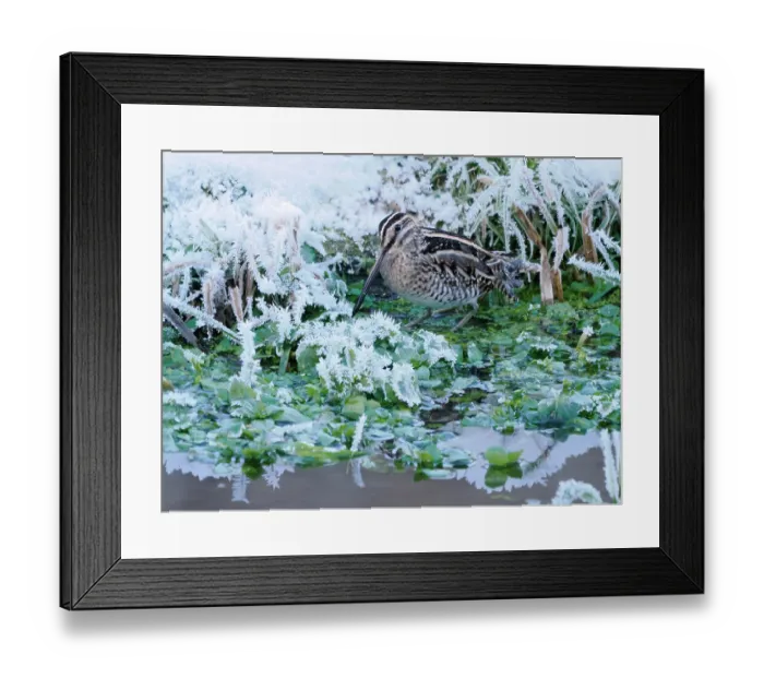 Framed Print : Common snipe (Gallinago gallinago) feeding in frost-covered Watercress (Nasturtium officinale) bed in winter, Hertfordshire, England, UK. December Framed Print : Common snipe (Gallinago gallinago) feeding in frost-covered Watercress (Nasturtium officinale) bed in winter, Hertfordshire, England, UK. December