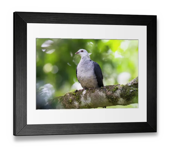 Framed Print : White-headed pigeon (Columba leucomela) perched on branch, Wet Tropics World Heritage, Lake Eacham, Queensland, Australia Framed Print : White-headed pigeon (Columba leucomela) perched on branch, Wet Tropics World Heritage, Lake Eacham, Queensland, Australia