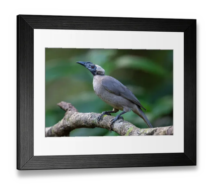 Framed Print : Helmeted friarbird (Philemon buceroides) perched on branch, Lake Eacham, Queensland, Australia Framed Print : Helmeted friarbird (Philemon buceroides) perched on branch, Lake Eacham, Queensland, Australia