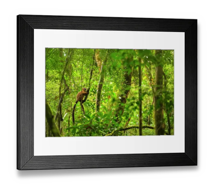 Framed Print : Red-bellied lemur (Eulemur rubriventer) female, hanging on a small tree into the protected rainforest of Ranomafana National Park, Madagascar Framed Print : Red-bellied lemur (Eulemur rubriventer) female, hanging on a small tree into the protected rainforest of Ranomafana National Park, Madagascar