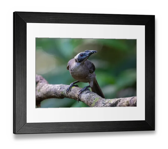 Framed Print : Helmeted friarbird (Philemon buceroides) perched on branch, Lake Eacham, Queensland, Australia Framed Print : Helmeted friarbird (Philemon buceroides) perched on branch, Lake Eacham, Queensland, Australia