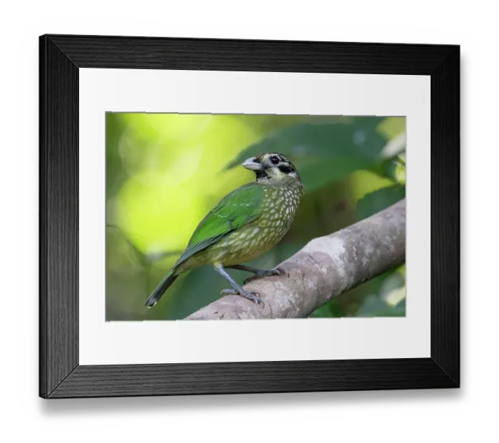Framed Print : Spotted catbird (Ailuroedus melanotis) perched on branch, Wet Tropics World Heritage area, Lake Eacham, Queensland, Australia Framed Print : Spotted catbird (Ailuroedus melanotis) perched on branch, Wet Tropics World Heritage area, Lake Eacham, Queensland, Australia