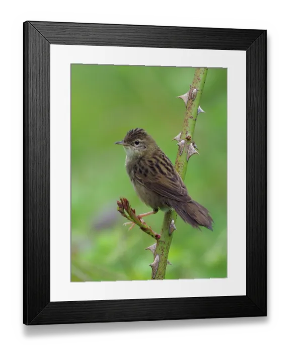 Framed Print : Grasshopper warbler (Locustella naevia) perched on Wild rose stem, Bedfordshire, England, UK. June Framed Print : Grasshopper warbler (Locustella naevia) perched on Wild rose stem, Bedfordshire, England, UK. June