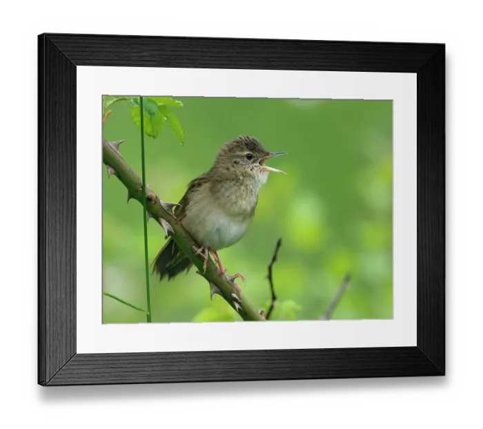 Framed Print : Grasshopper warbler (Locustella naevia) perched on Wild rose stem singing, Bedfordshire, England, UK. June