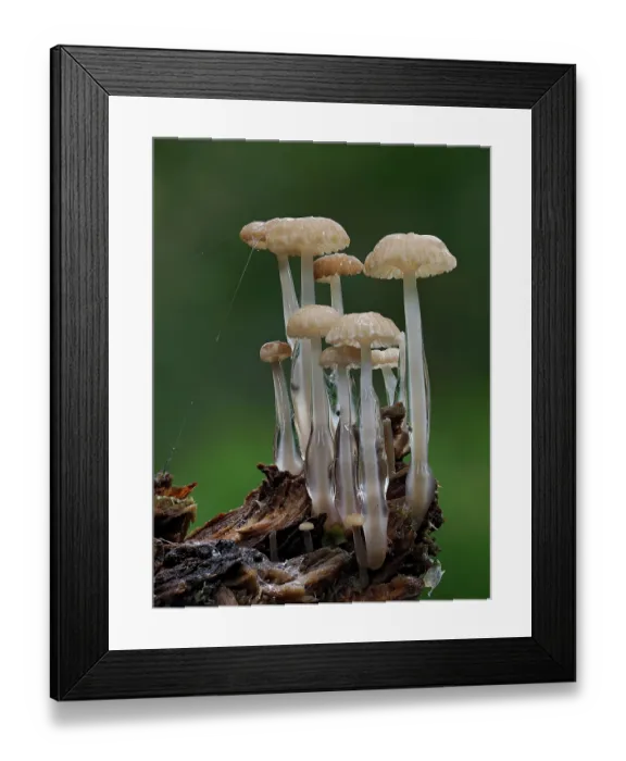 Framed Print : Cluster of Dripping bonnet (Roridomyces roridus) fungi growing on dead wood, Hertfordshire, England, UK. November. Focus stacked Framed Print : Cluster of Dripping bonnet (Roridomyces roridus) fungi growing on dead wood, Hertfordshire, England, UK. November. Focus stacked