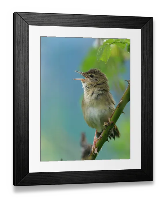 Framed Print : Grasshopper warbler (Locustella naevia) perched on Wild rose stem singing, Bedfordshire, England, UK. June