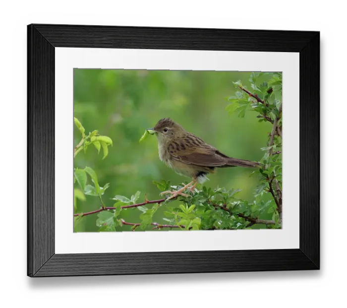 Framed Print : Grasshopper warbler (Locustella naevia) perched on branch with caterpillar prey in beak, returning to feed young in nest, Bedfordshire, England, UK. June Framed Print : Grasshopper warbler (Locustella naevia) perched on branch with caterpillar prey in beak, returning to feed young in nest, Bedfordshire, England, UK. June
