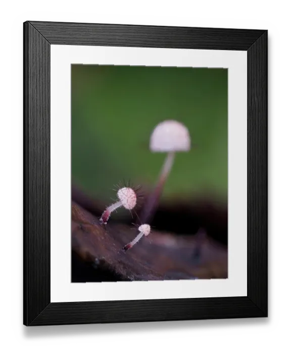 Framed Print : Holly parachute fungi (Marasmius hudsonii) young fruiting bodies on rotting Holly (Ilex aquifolium) leaf, Buckinghamshire, England, UK. January. Focus stacked image Framed Print : Holly parachute fungi (Marasmius hudsonii) young fruiting bodies on rotting Holly (Ilex aquifolium) leaf, Buckinghamshire, England, UK. January. Focus stacked image